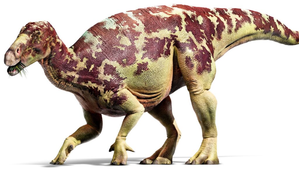 Paleontologists describe new Iguanodon dinosaurs